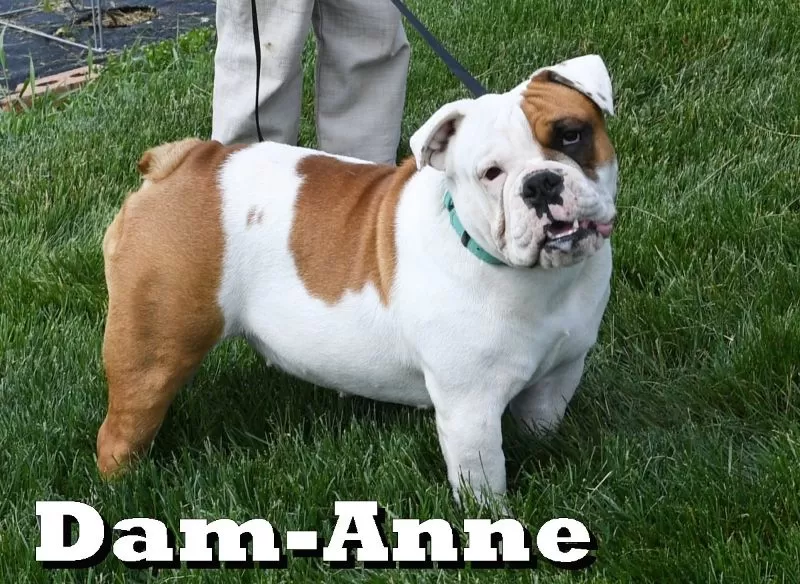 Puppy Name: Anne