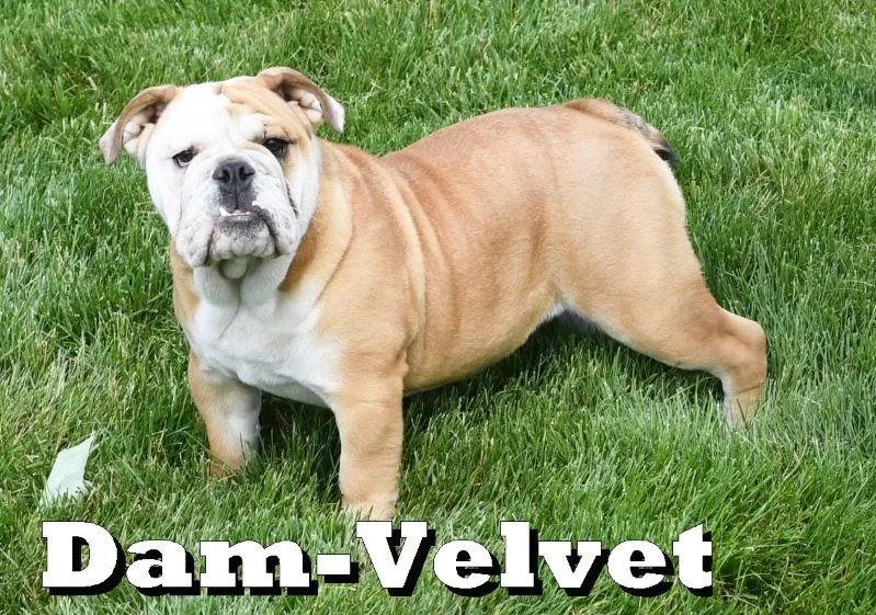 Puppy Name: Velvet