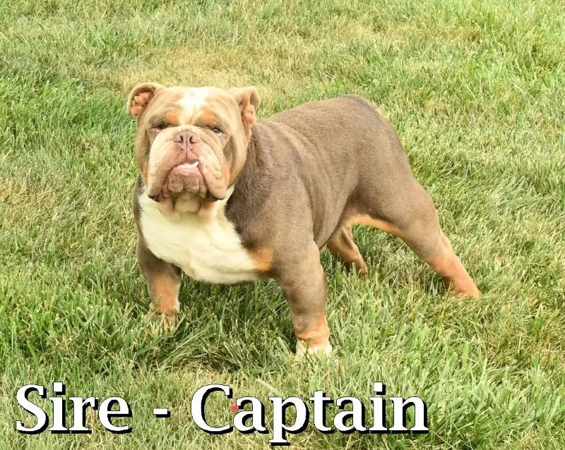 Puppy Name: Captain